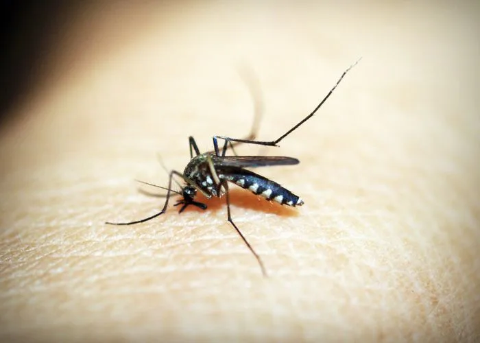 Close-up of a mosquito