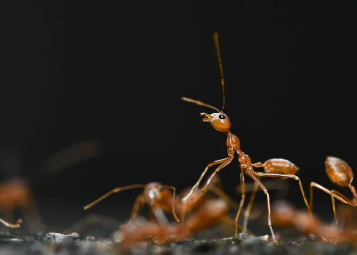 Close-up of ants