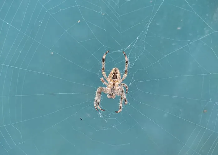 Close-up of a spider