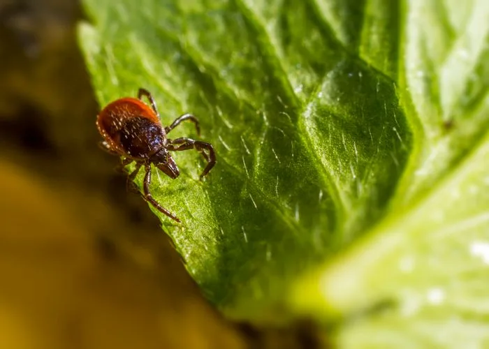 Close-up of a tick