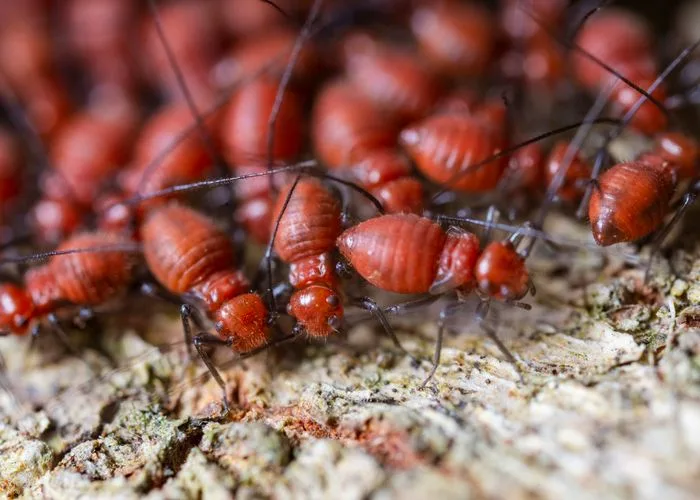Close-up of termites