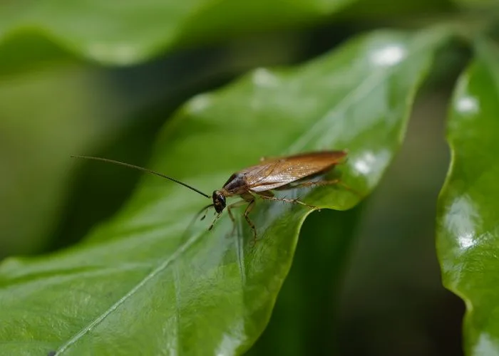 Close-up of a cockroach